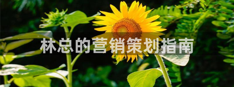 必赢平台网站多少